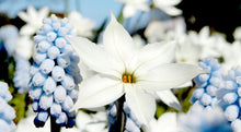 Load image into Gallery viewer, Ipheion - Alberto Castillo 53866104