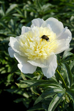 Load image into Gallery viewer, Primevere (Herbaceous / Mid Season)