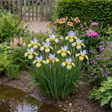Load image into Gallery viewer, OpenPlantData Iris 'Tipped in Blue'