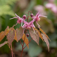 Load image into Gallery viewer, OpenPlantData Epimedium Pretty in Pink