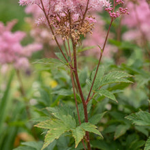Load image into Gallery viewer, OpenPlantData Filipendula Venusta