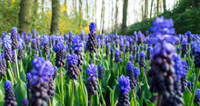 Load image into Gallery viewer, Muscari - Latifolium 39926306