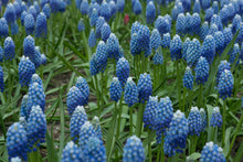 Load image into Gallery viewer, Muscari - Ocean Magic® 16372509