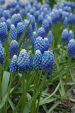 Load image into Gallery viewer, Muscari - Ocean Magic® 16372509