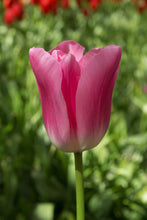 Load image into Gallery viewer, *NEW Tulip Triumph Royal Ten 64247212