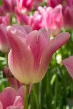 Load image into Gallery viewer, *NEW Tulip Triumph Royal Ten 64247212