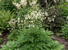 Load image into Gallery viewer, OpenPlantData Thalictrum delavayi Album