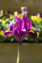 Load image into Gallery viewer, Iris Botanical - Reticulata Purple Hill 69506307