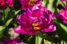 Load image into Gallery viewer, *NEW Tulip Double Early Showcase 61717212