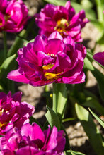 Load image into Gallery viewer, *NEW Tulip Double Early Showcase 61717212