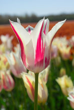 Load image into Gallery viewer, *NEW Tulip Lily Flowering Marylin 55347212