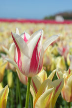 Load image into Gallery viewer, *NEW Tulip Lily Flowering Marylin 55347212
