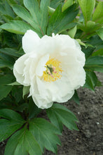 Load image into Gallery viewer, Love Affair (ITOH/Mid to Late Season Bloom)