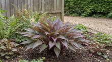 Load image into Gallery viewer, OpenPlantData Hosta Bloodline