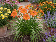 Load image into Gallery viewer, OpenPlantData Hemerocallis Mauna Loa