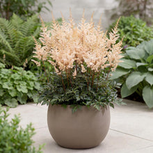 Load image into Gallery viewer, OpenPlantData Astilbe Peach Blossom
