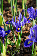 Load image into Gallery viewer, Iris Botanical - Reticulata Harmony 27456105