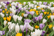 Load image into Gallery viewer, Crocus - Large Flowering Mix (Large Flowering) 28892608