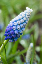 Load image into Gallery viewer, Muscari - Ocean Magic® 16372509