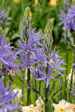 Load image into Gallery viewer, Camassia - Leichtlinii Caerulea 16775014