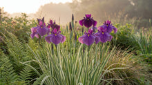 Load image into Gallery viewer, OpenPlantData Iris ensata Variegata