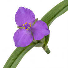 Load image into Gallery viewer, OpenPlantData Tradescantia Andersoniana Group Concord Grape