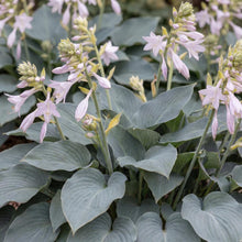 Load image into Gallery viewer, OpenPlantData Hosta Bulletproof
