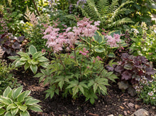 Load image into Gallery viewer, OpenPlantData Filipendula Wbprest
