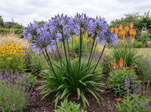 Load image into Gallery viewer, OpenPlantData Agapanthus Dr Brouwer
