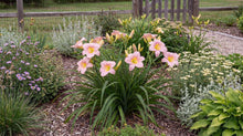 Load image into Gallery viewer, OpenPlantData Hemerocallis Catherine Woodbury