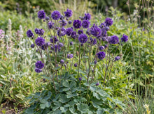 Load image into Gallery viewer, OpenPlantData Aquilegia Blue Barlow