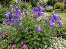 Load image into Gallery viewer, OpenPlantData Campanula Sarastro