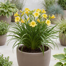 Load image into Gallery viewer, OpenPlantData Hemerocallis Big Time Happy