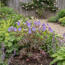 Load image into Gallery viewer, OpenPlantData Geranium Kaya