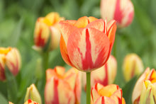 Load image into Gallery viewer, Tulip Triumph Prins Claus 83047212