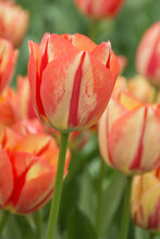 Load image into Gallery viewer, Tulip Triumph Prins Claus 83047212