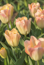 Load image into Gallery viewer, *NEW Tulip Darwin Hybrid Jade Maiden 34817212