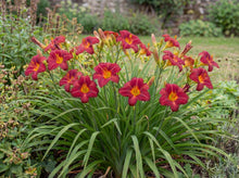 Load image into Gallery viewer, OpenPlantData Hemerocallis Ruby Stella