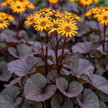 Load image into Gallery viewer, OpenPlantData Ligularia dentata BBQ Banana