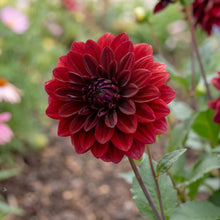 Load image into Gallery viewer, OpenPlantData Dahlia Arabian Night