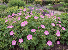 Load image into Gallery viewer, OpenPlantData Geranium Bloom Time