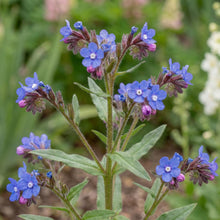Load image into Gallery viewer, OpenPlantData Anchusa Loddon Royalist