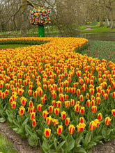 Load image into Gallery viewer, Tulip Kaufmanniana Stresa 25277212