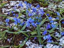 Load image into Gallery viewer, Scilla - Siberica 27827908