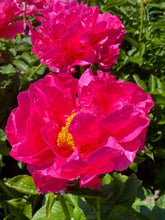 Load image into Gallery viewer, Paula Fay (Herbaceous / Very Early Season)
