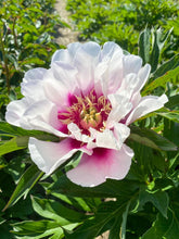 Load image into Gallery viewer, Cora Louise (ITOH/Mid to Late Season Bloom)