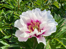 Load image into Gallery viewer, Cora Louise (ITOH/Mid to Late Season Bloom)
