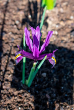 Load image into Gallery viewer, Iris Botanical - Reticulata Purple Hill 69506307