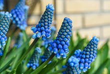 Load image into Gallery viewer, Muscari - Armeniacum 27732509