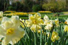 Load image into Gallery viewer, *NEW Daffodil Split Corona - Cassata 16975514